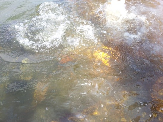 SS SAGAING SALVAGE OPERATION